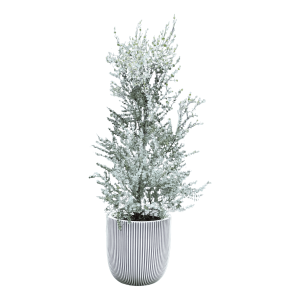 Eukalyptus 1
